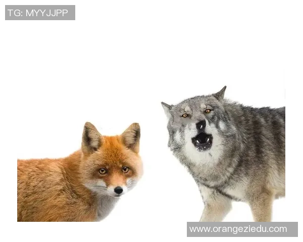 在狼群中崛起的足球明星与勇气与荣耀的传奇之路